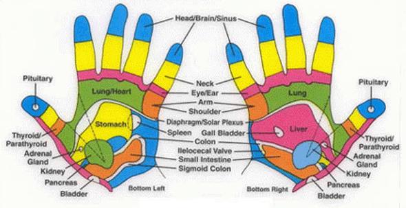 Hand Reflexology Chart Left Hand